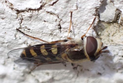 Réf. 350 926 : Eupeodes luniger